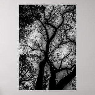 Landscape Black and White Tree Photo Poster