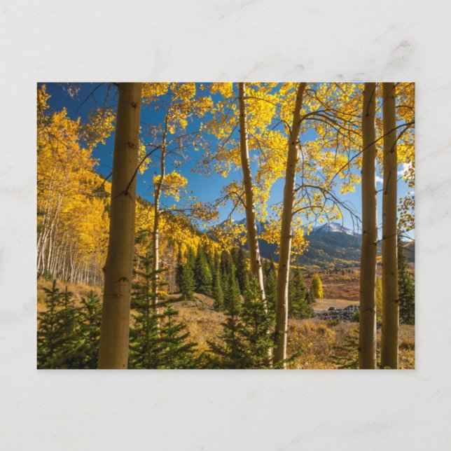 Landscape in San Juan Mountains Postcard (Front)