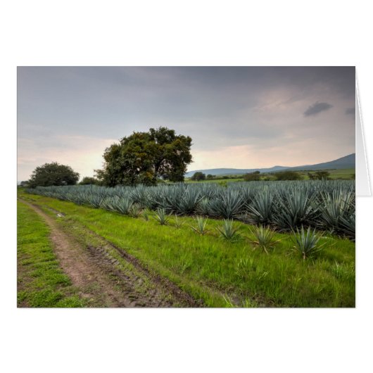 Landscape Of Blue Agave Cards (Front Horizontal)