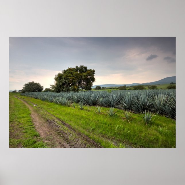 Landscape Of Blue Agave Poster (Front)