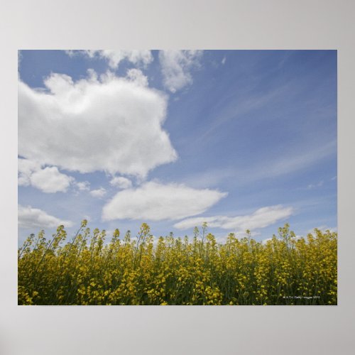 landscape of canola field ready to harvest poster
