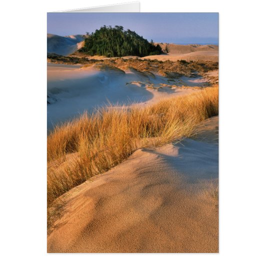 Landscape Of Oregon Sand Dunes Cards (Front)