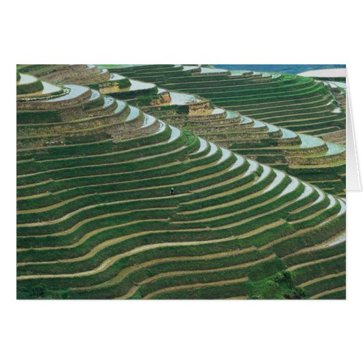 Landscape of rice terraces in the mountain, 3 (Front Horizontal)