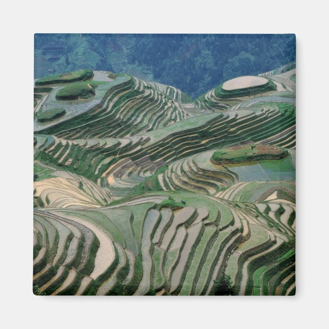Landscape of rice terraces in the mountain, magnet (Front)