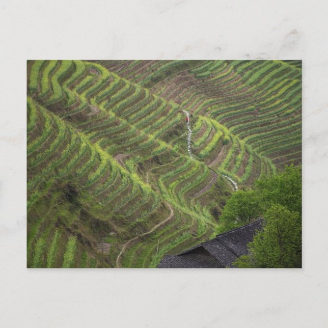 Landscape of rice terraces in the mountain, postcard (Front)