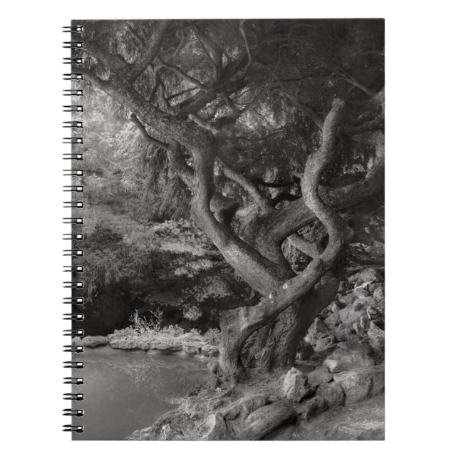 Landscape - The Forbidden Forest Notebook (Front)
