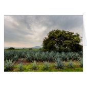 Landscape With Blue Agave (Front Horizontal)