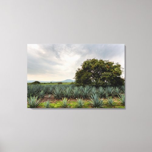 Landscape With Blue Agave Canvas Print