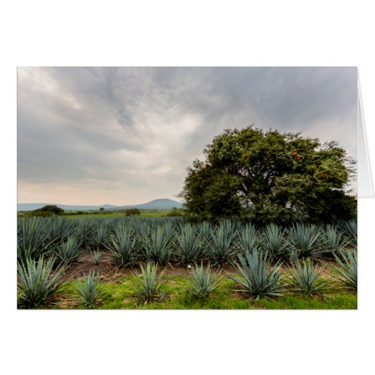 Landscape With Blue Agave Cards (Front Horizontal)