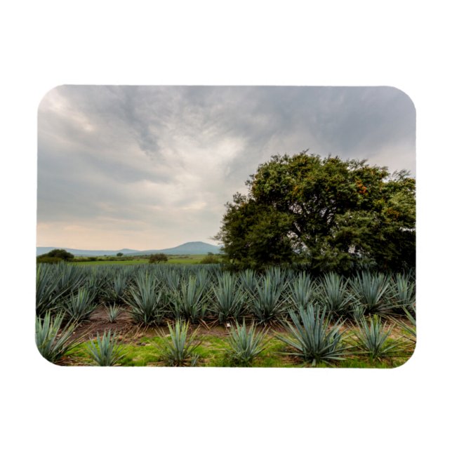 Landscape With Blue Agave Magnet (Horizontal)