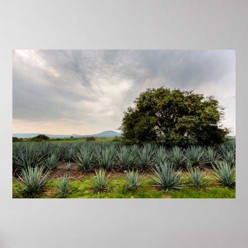Landscape With Blue Agave Poster