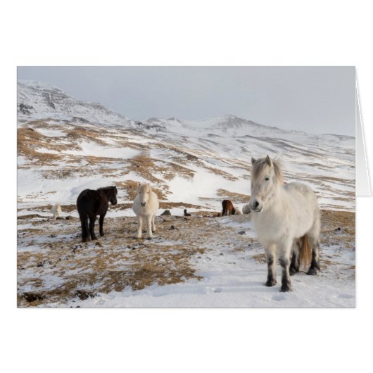 Landscape with Icelandic Horses Cards (Front Horizontal)