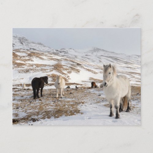 Landscape with Icelandic Horses Postcard