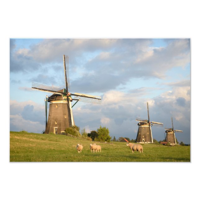 Landscape with windmills and sheep photo print (Front)
