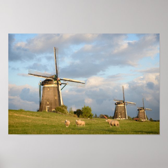 Landscape with windmills and sheep poster (Front)