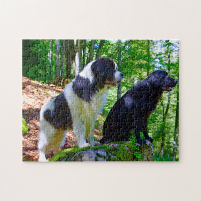 Landseer Dog. Jigsaw Puzzle (Horizontal)