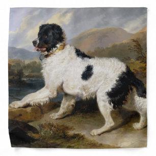 Landseer Newfoundland Dog (Black and White Animal) Bandana