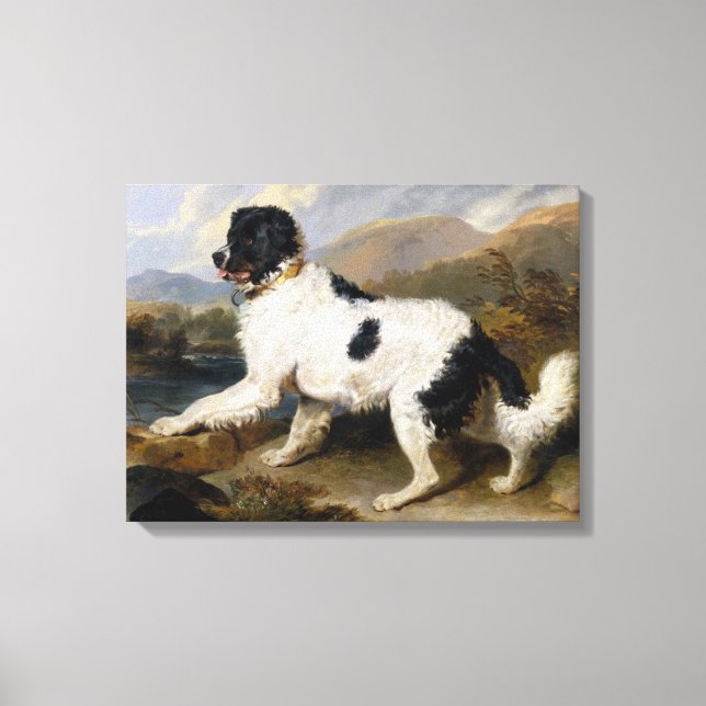 Landseer Newfoundland Dog (Black and White Animal) Canvas Print (Front)