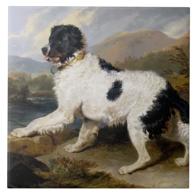 Landseer Newfoundland Dog (Black and White Animal) Ceramic Tile (Front)