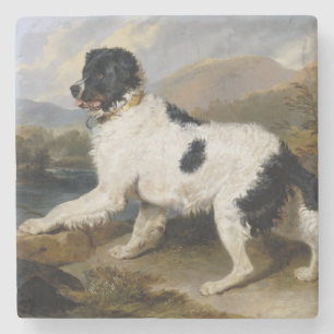 Landseer Newfoundland Dog (Black and White Animal) Stone Coaster