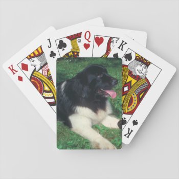 Landseer Newfoundland Dog Playing Cards by walkandbark at Zazzle