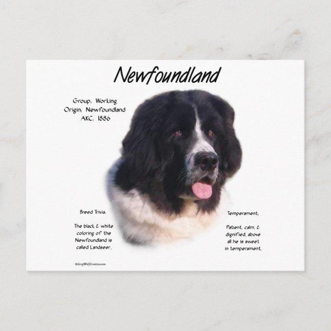 Landseer Newfoundland History; I love Newfies Postcard (Front)