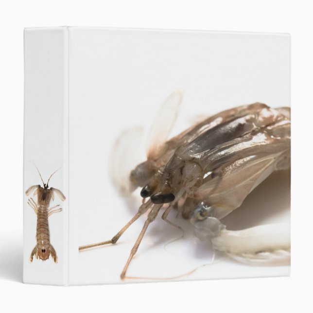 Langoustine Binder (Front/Spine)