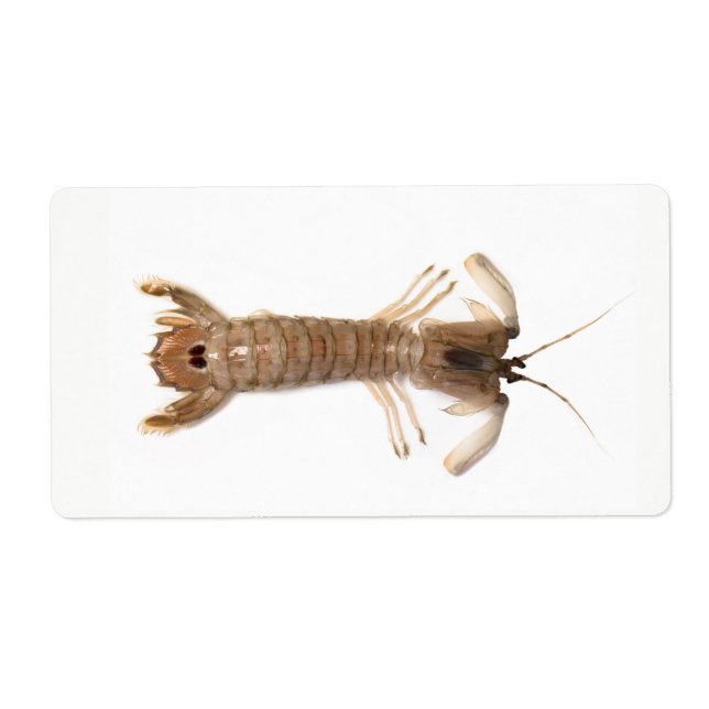 Langoustine Label (Front)