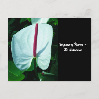 Language of Flowers - Anthurium Postcard