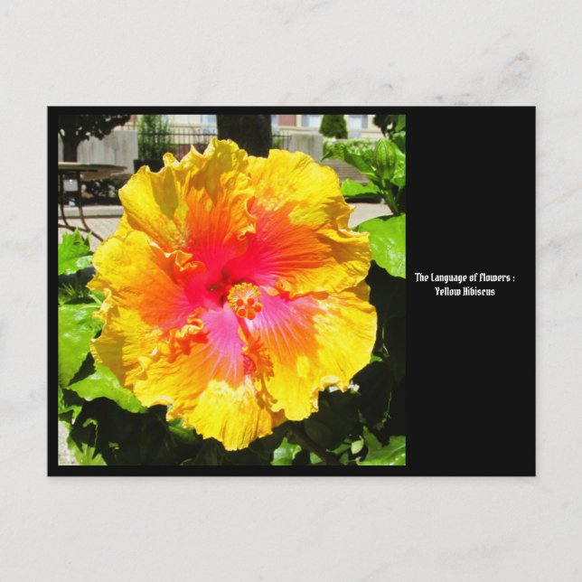 Language of Flowers Yellow Hibiscus Postcard (Front)