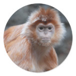 Langur  Stickers