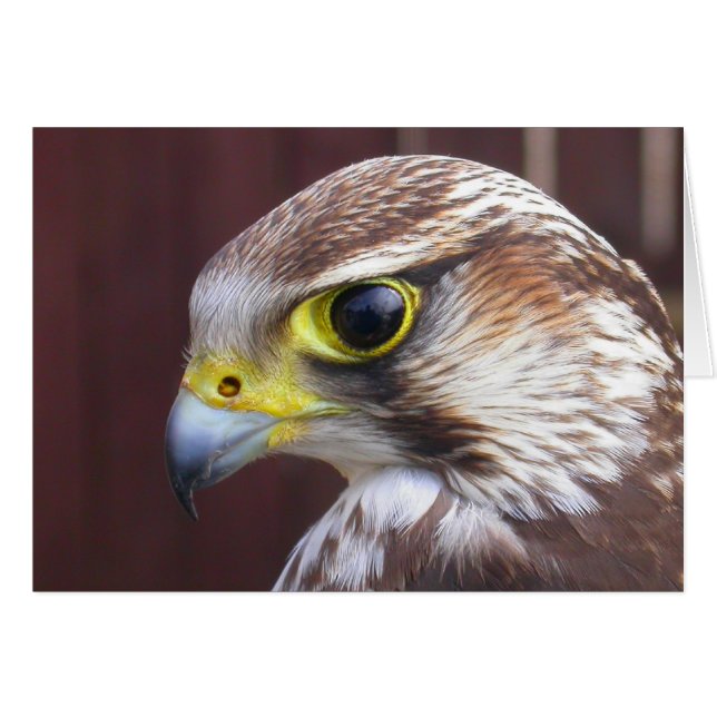 Lanner Falcon (Front Horizontal)