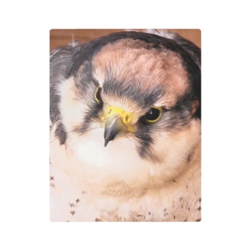 LANNER FALCON BIRD METAL PRINT