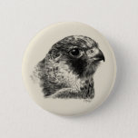 Lanner Falcon Drawing Pinback Button at Zazzle