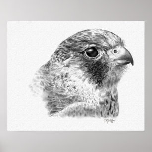 Lanner Falcon Drawing Poster