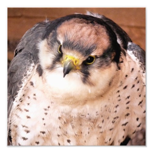 LANNER FALCON PHOTO PRINT