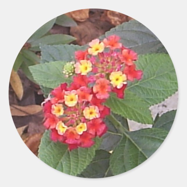 Lantana Blooms Sticker (Front)