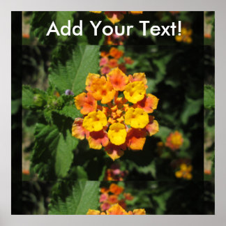 Lantana Desert Flower Poster