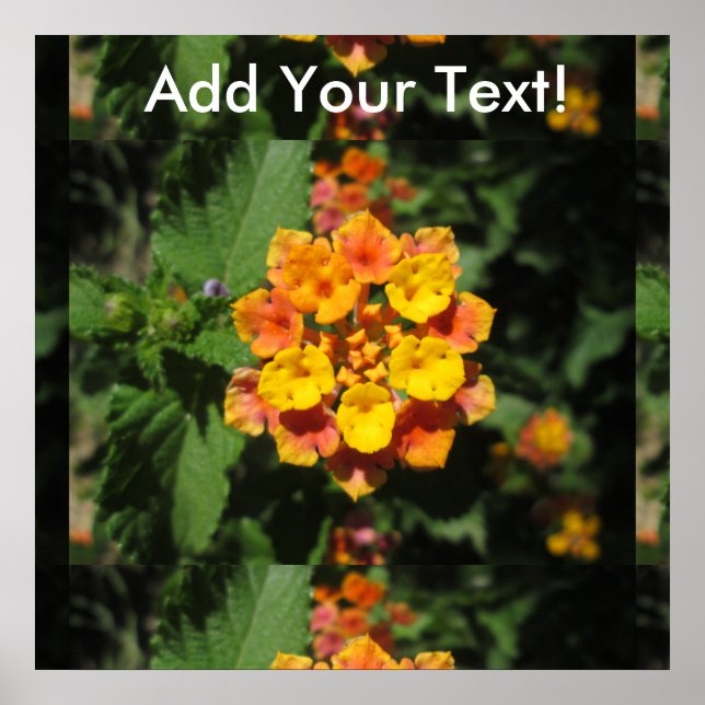Lantana Desert Flower Poster (Front)