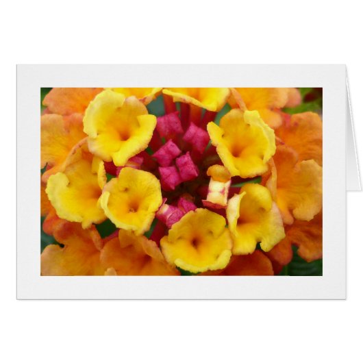 Lantana Flower II - Bordered Cards (Front Horizontal)