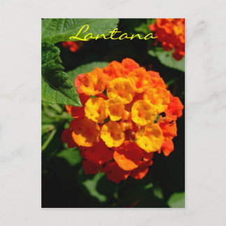 Lantana flower postcard