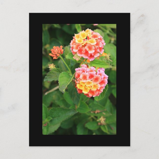 Lantana Flowers Postcard (Front)