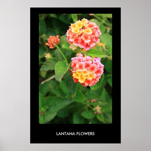Lantana Flowers Poster,Print Poster