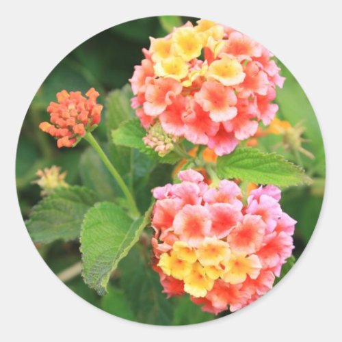 Lantana Flowers Sticker