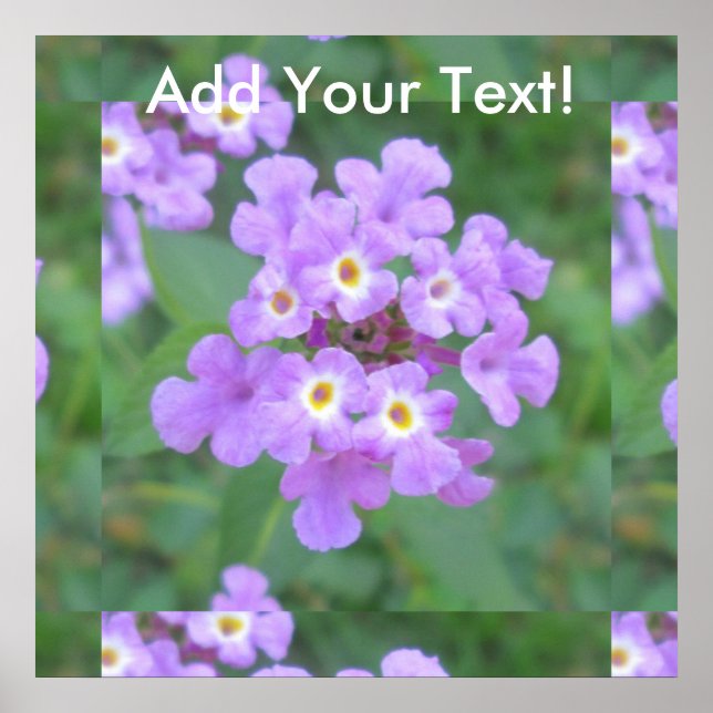 Lantana Plant Purple Floral Poster (Front)