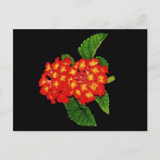 Lantana Postcard (Front)