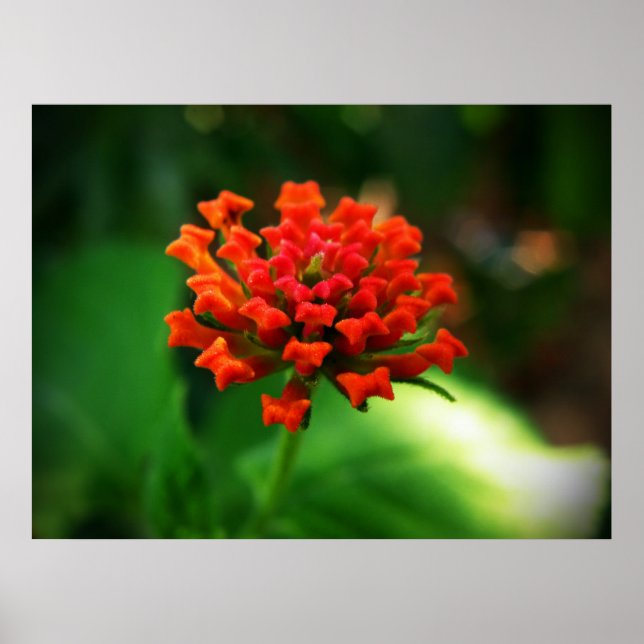 Lantana Poster (Front)
