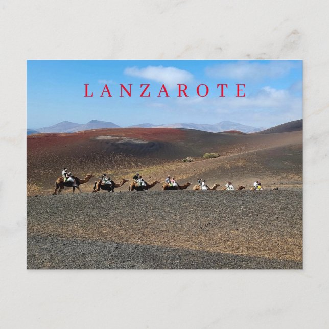 Lanzarote camels view postcard (Front)