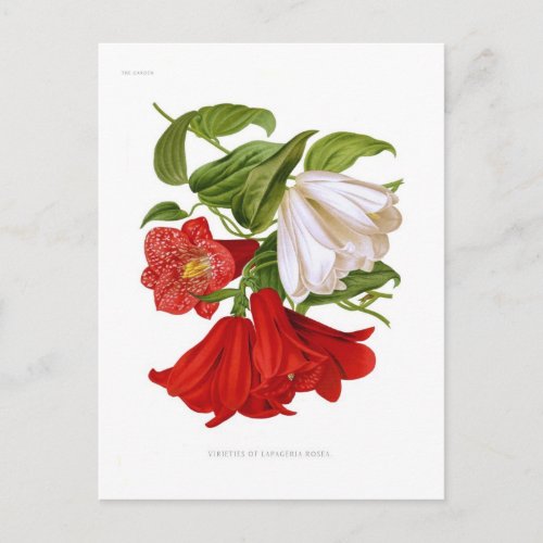 Lapageria roseaChilean bellflower Postcard