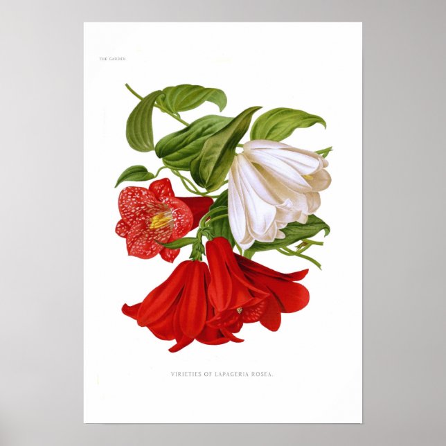 Lapageria rosea.(Chilean bellflower) Poster (Front)